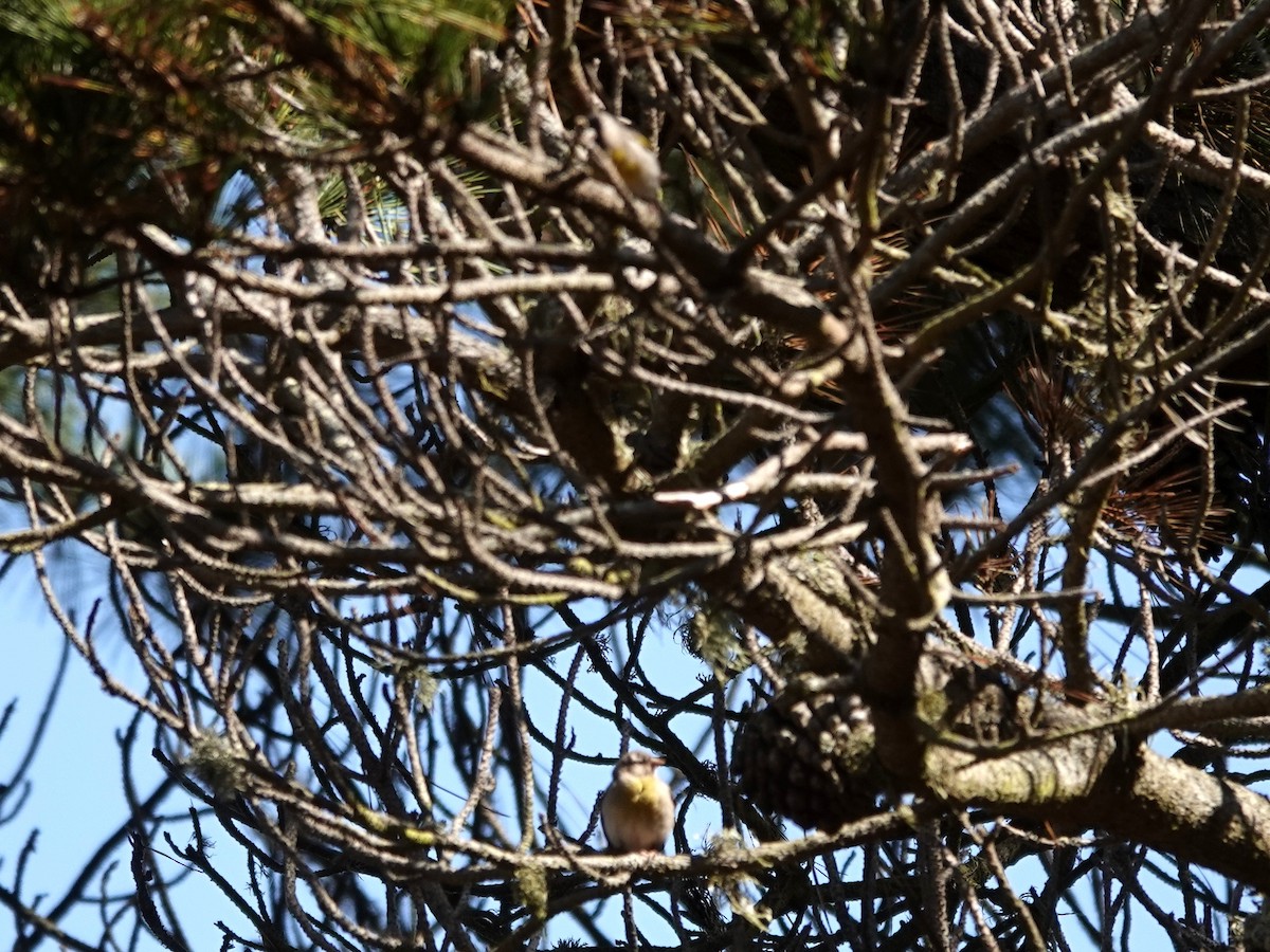 Lawrence's Goldfinch - ML621105434