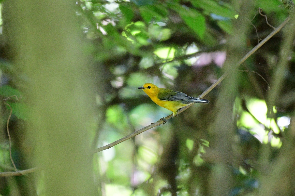Prothonotary Warbler - ML621105441