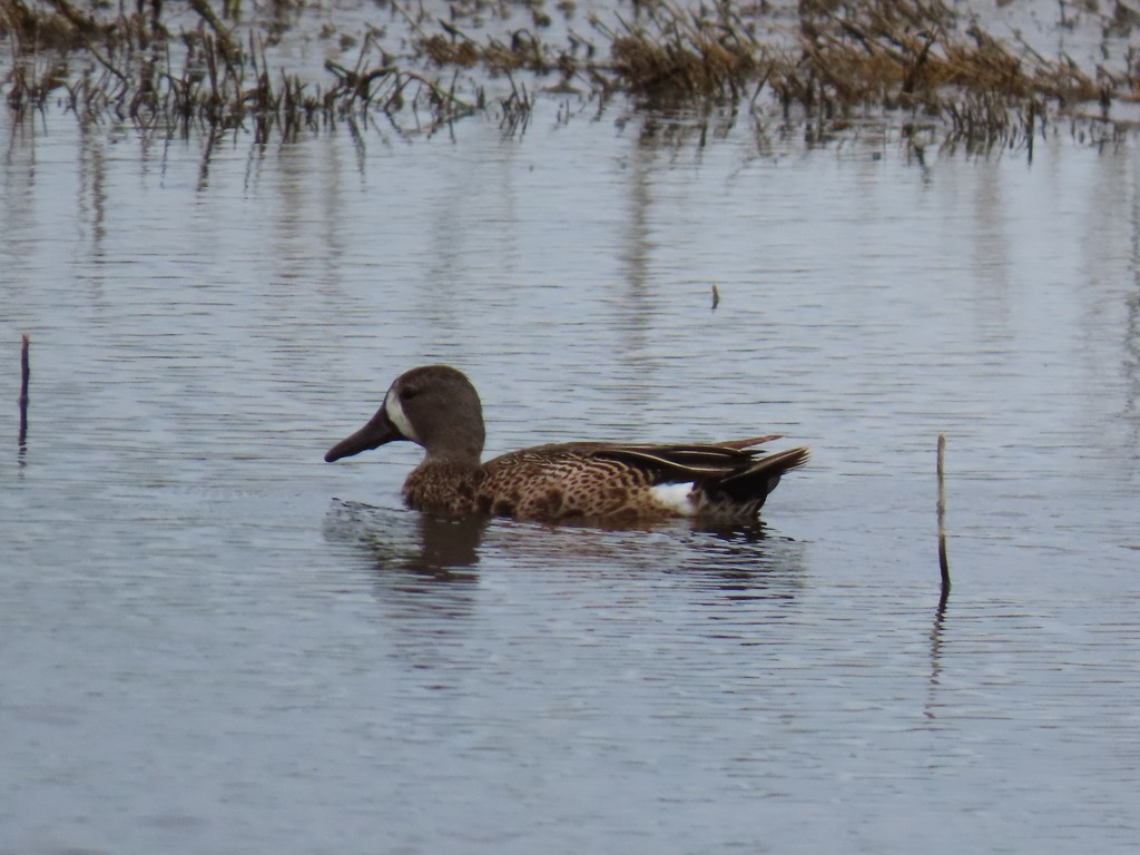 Blue-winged Teal - ML621105473