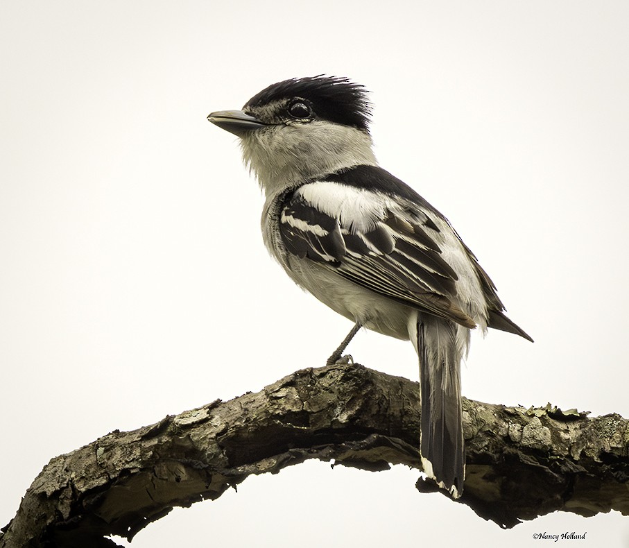 Gray-collared Becard (Western) - ML621105482