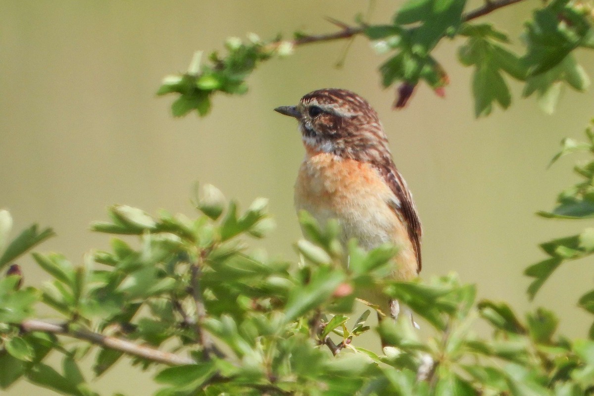 Whinchat - ML621105490