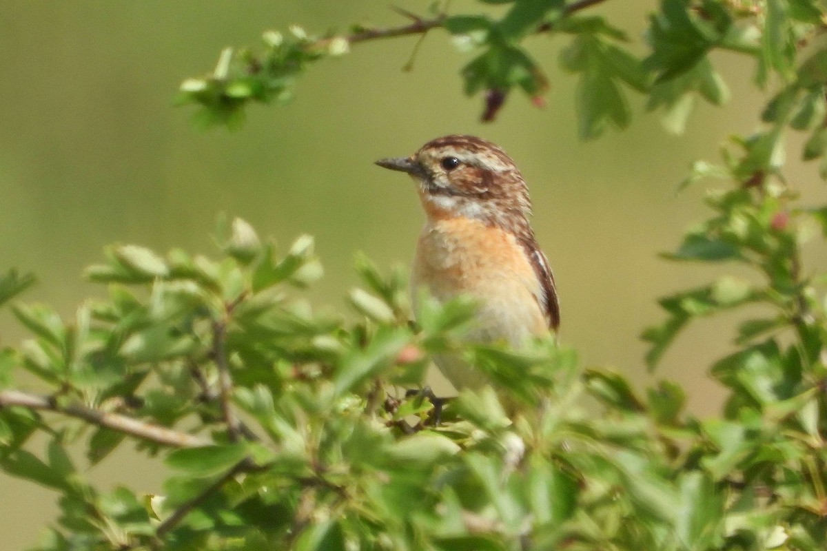 Whinchat - ML621105491