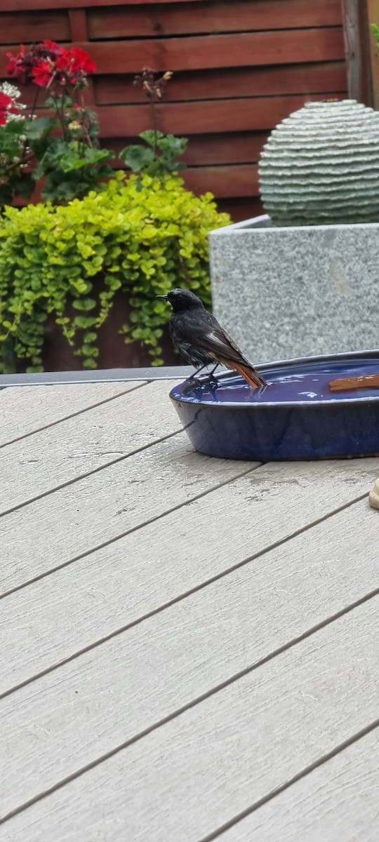 Black Redstart - ML621105525