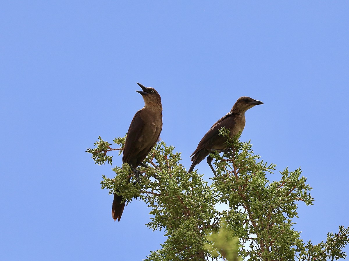 Great-tailed Grackle - ML621105530