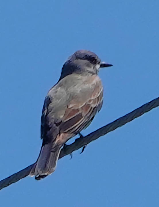 Cassin's Kingbird - ML621105564