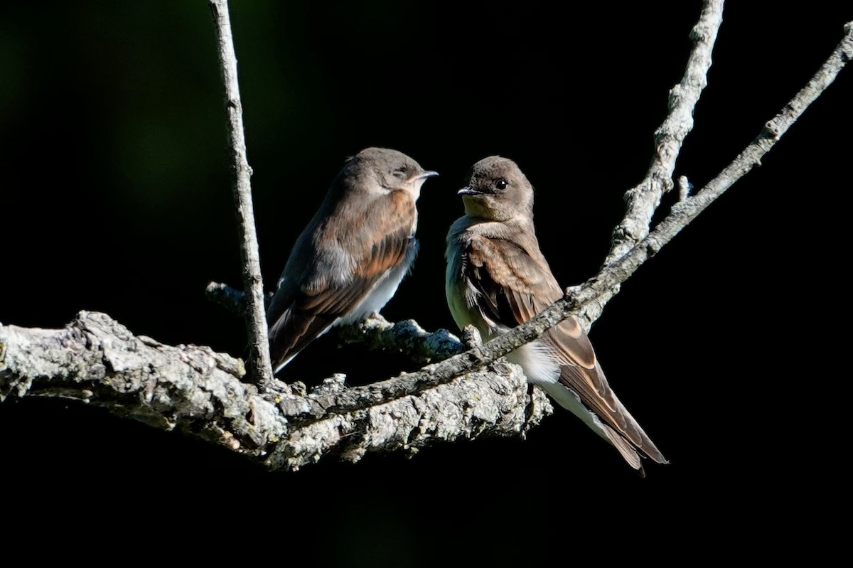 Northern Rough-winged Swallow - ML621105571