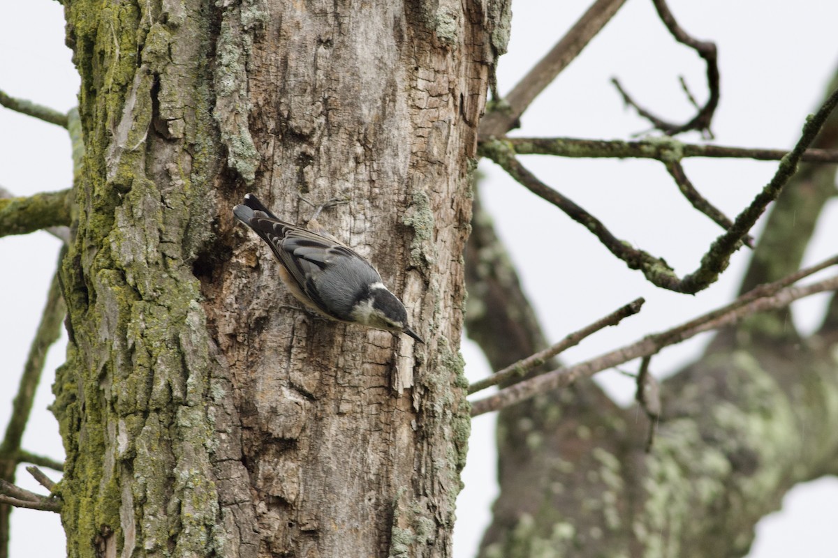 White-breasted Nuthatch - ML621105573