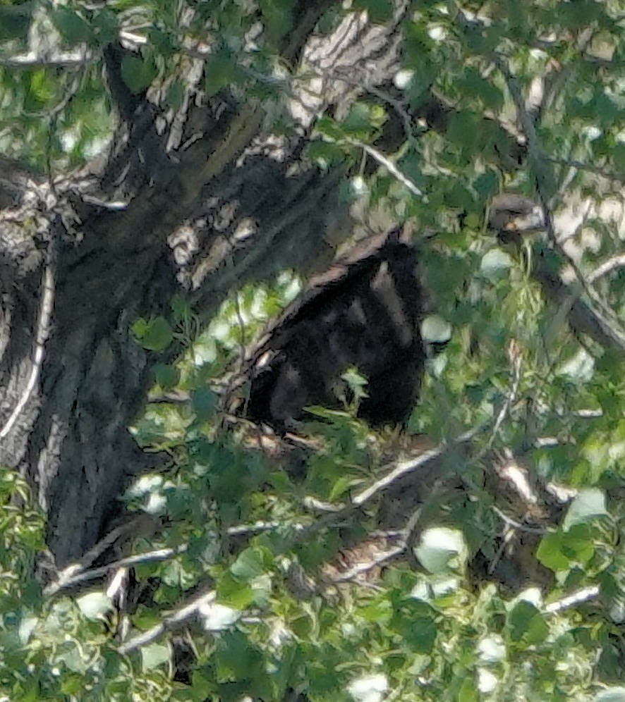 Águila Real - ML621105580