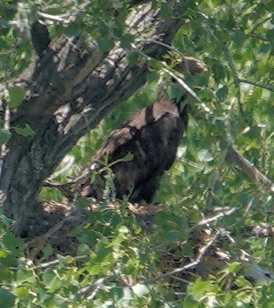 Golden Eagle - ML621105581