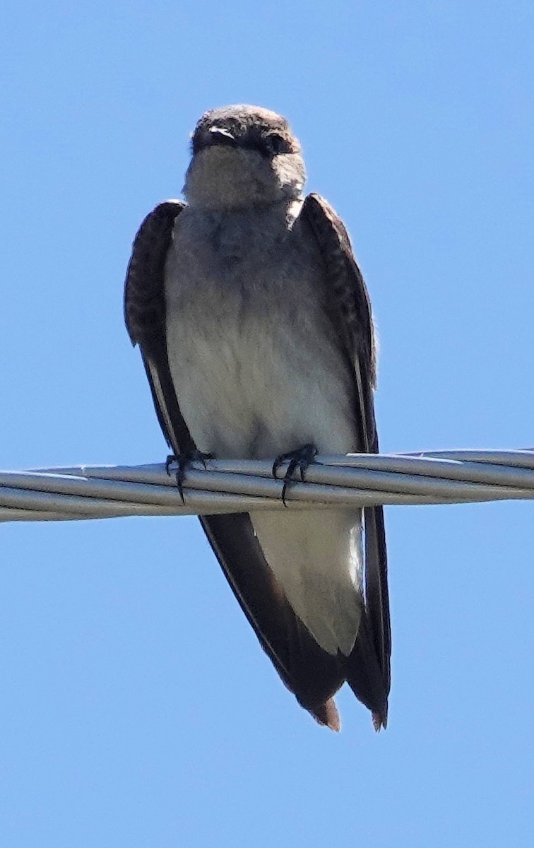 Northern Rough-winged Swallow - ML621105592