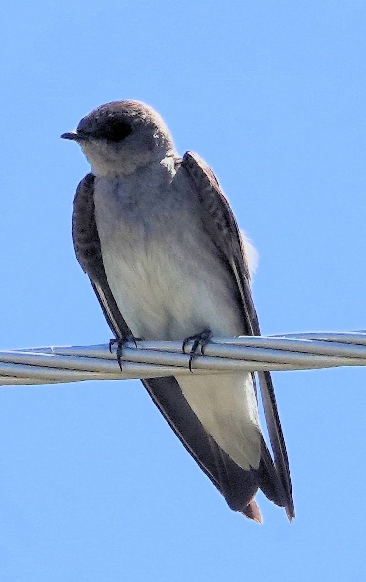 Northern Rough-winged Swallow - ML621105593