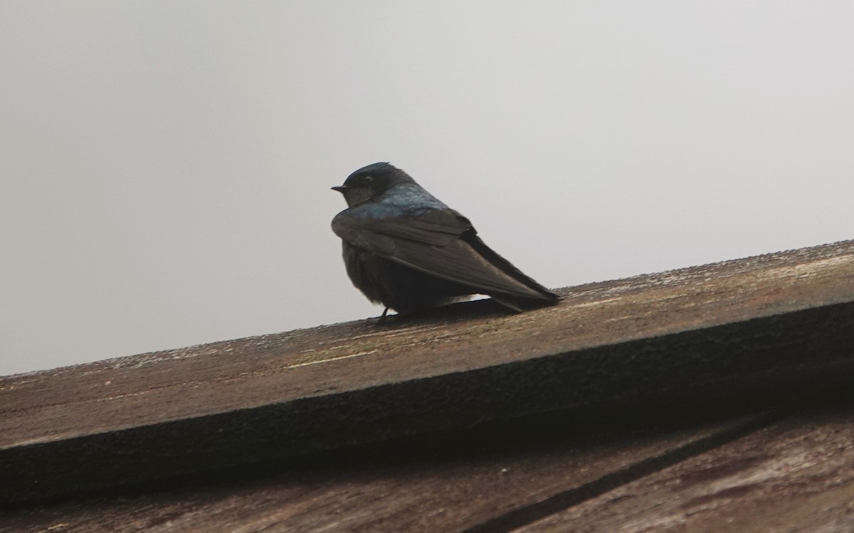 Blue-and-white Swallow - ML621105595