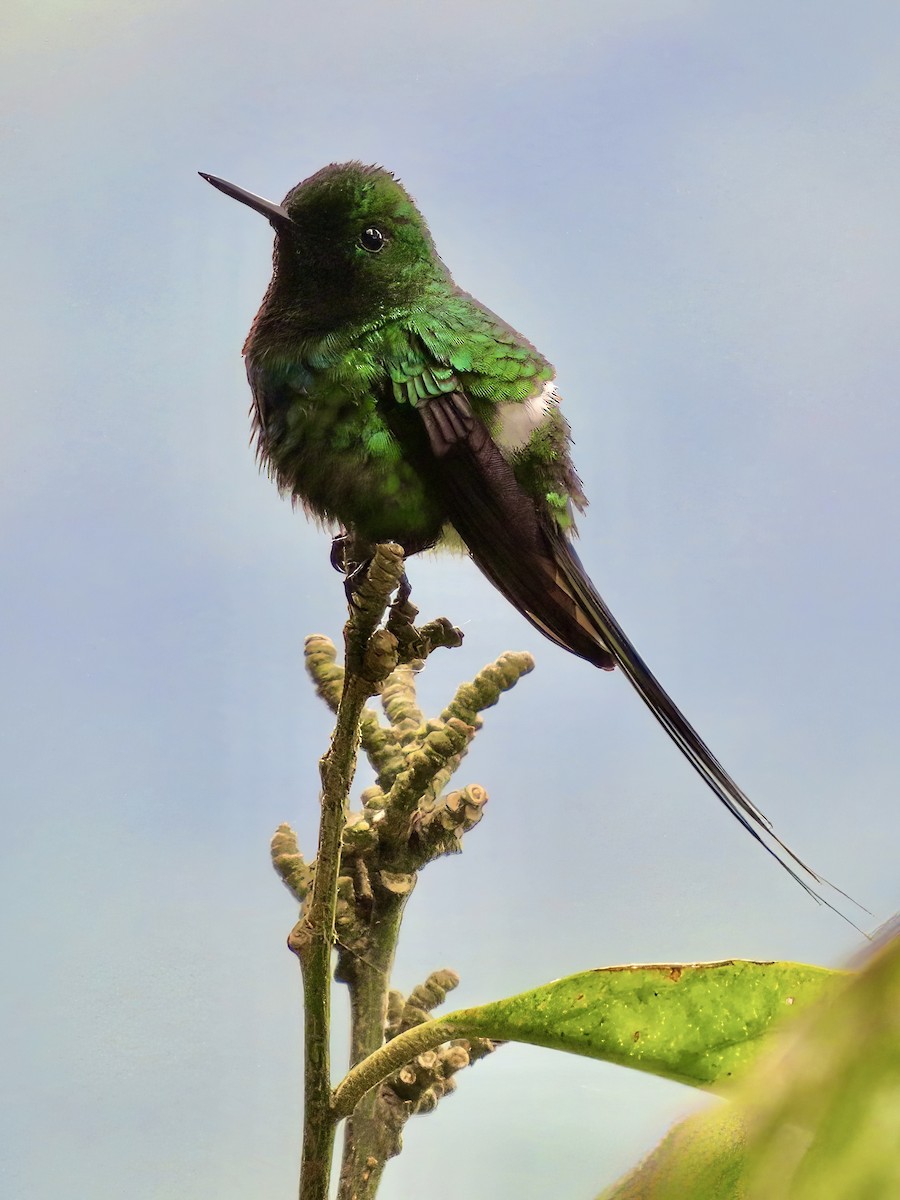 kolibřík trnoocasý - ML621105596