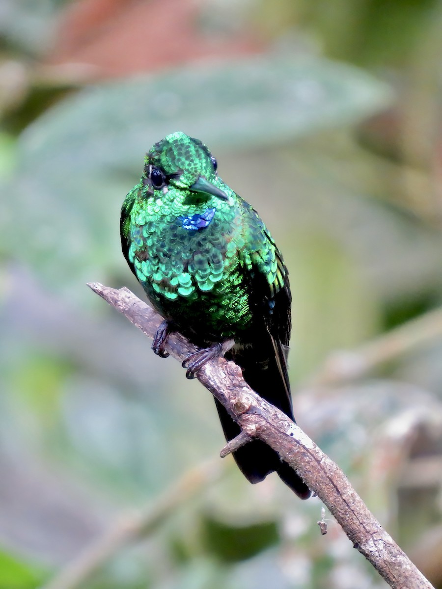 Green-crowned Brilliant - ML621105607