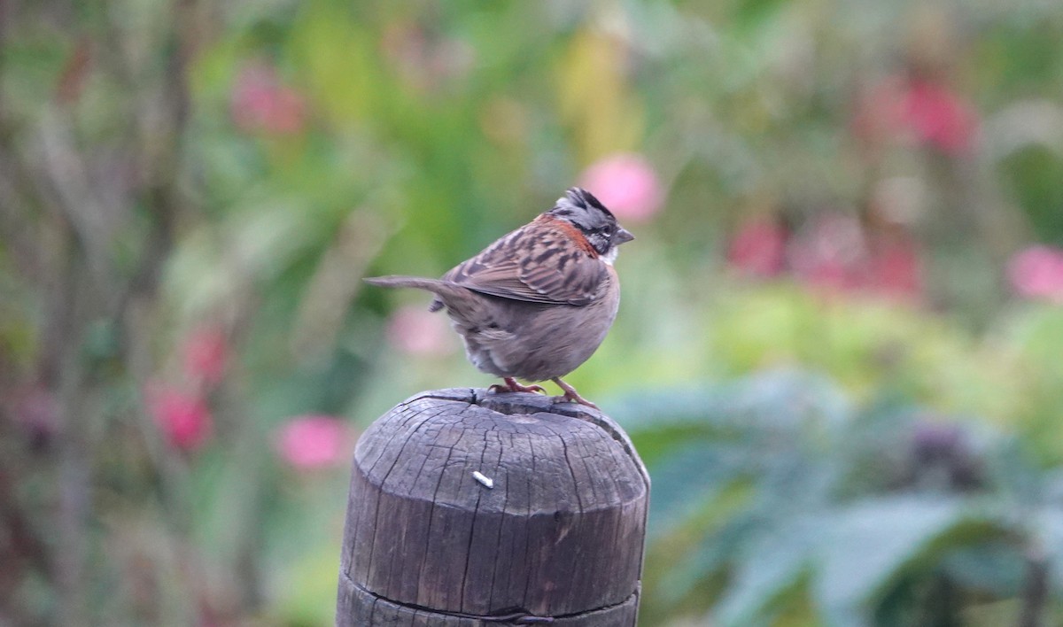 Rufous-collared Sparrow - ML621105613