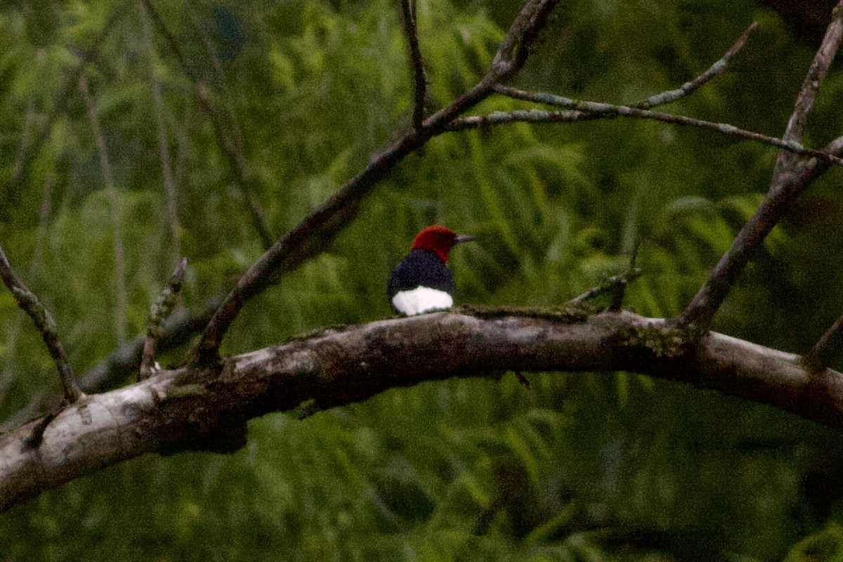 Red-headed Woodpecker - ML621105616
