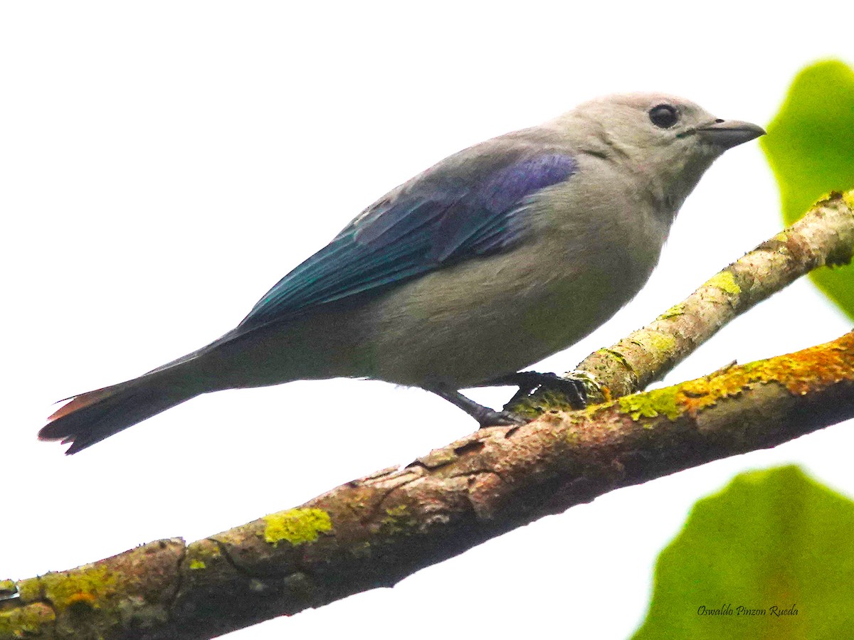 Blue-gray Tanager - ML621105617