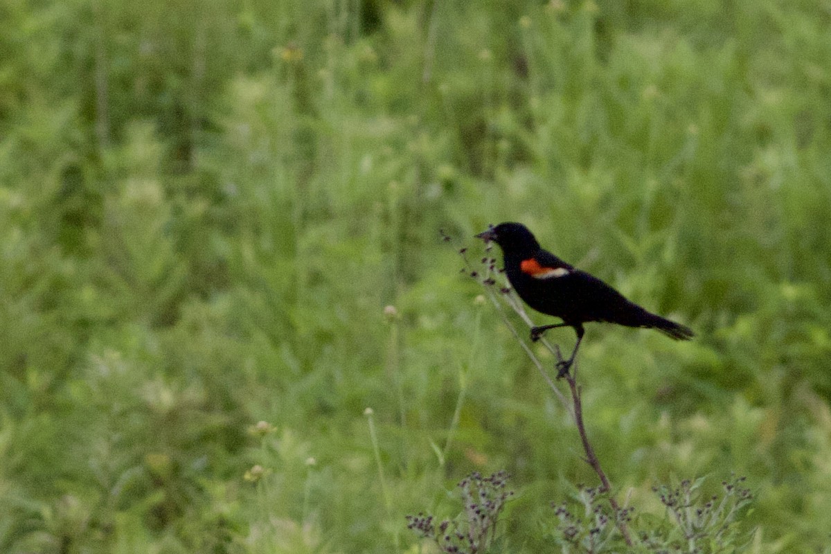 Red-winged Blackbird - ML621105632