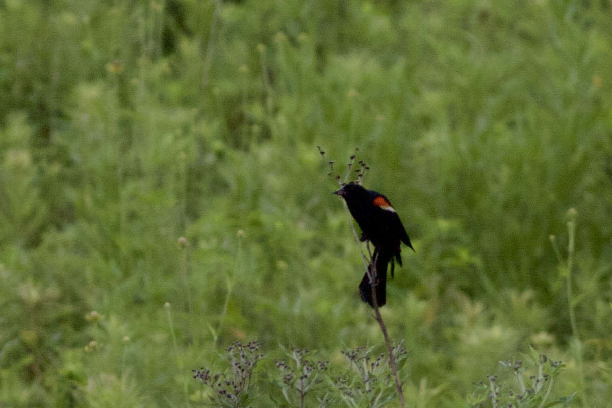 Red-winged Blackbird - ML621105633
