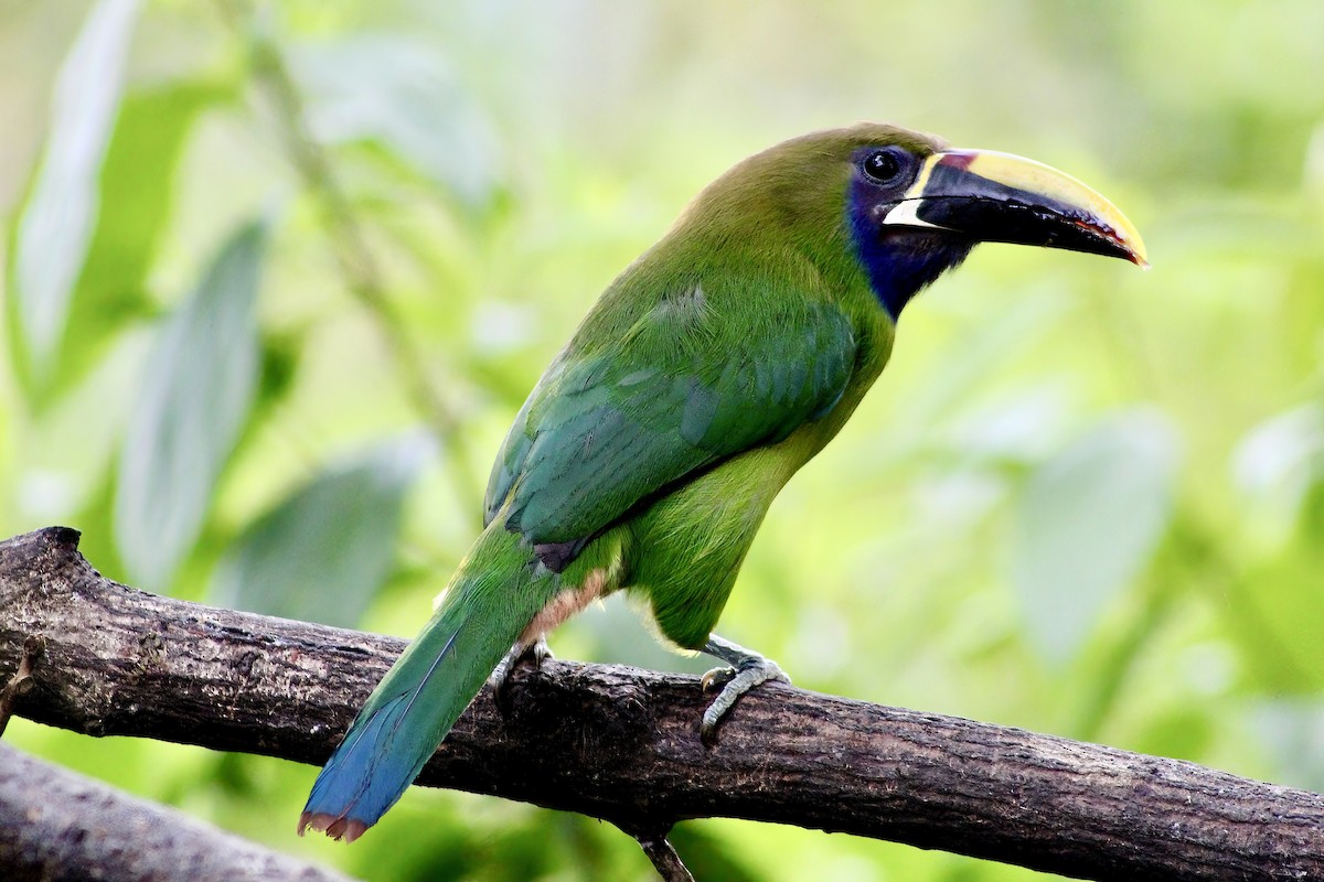 Northern Emerald-Toucanet - Kenneth Weaver