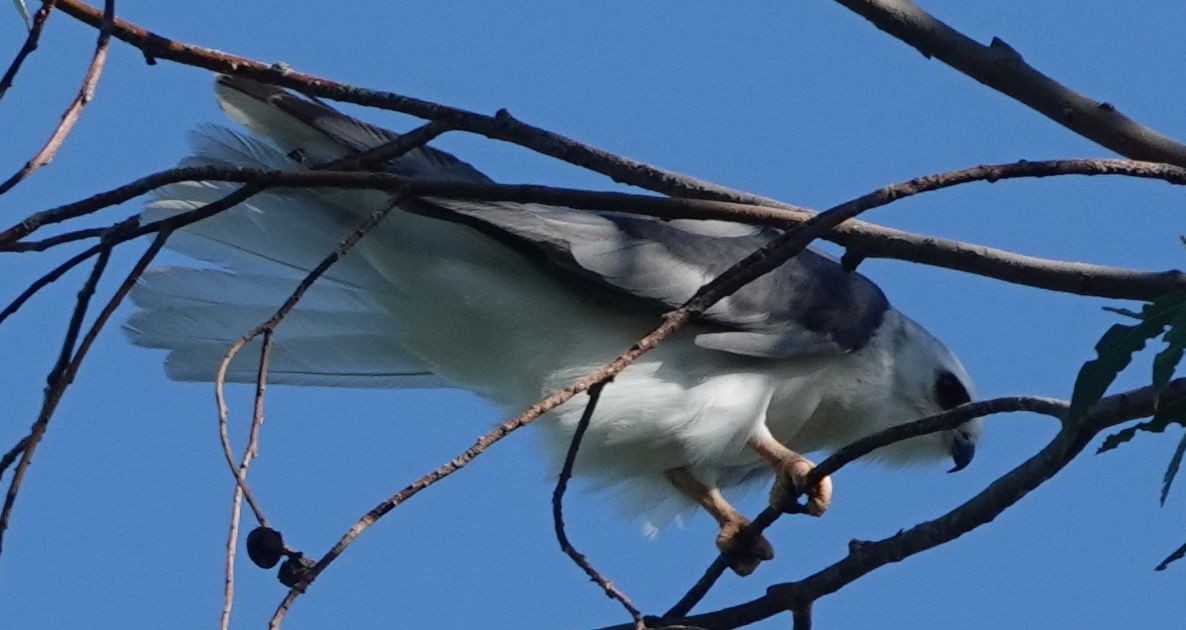White-tailed Kite - ML621105718