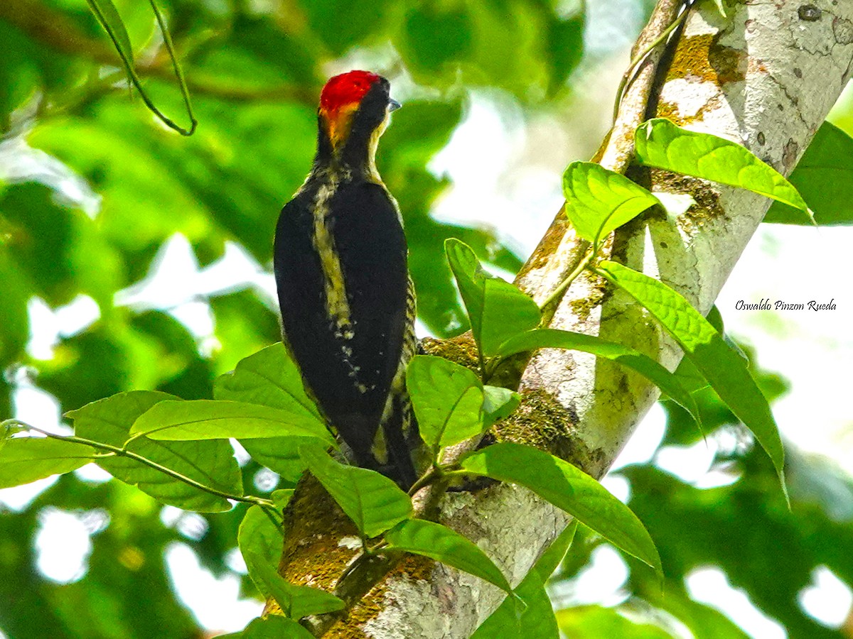 Beautiful Woodpecker - ML621105719