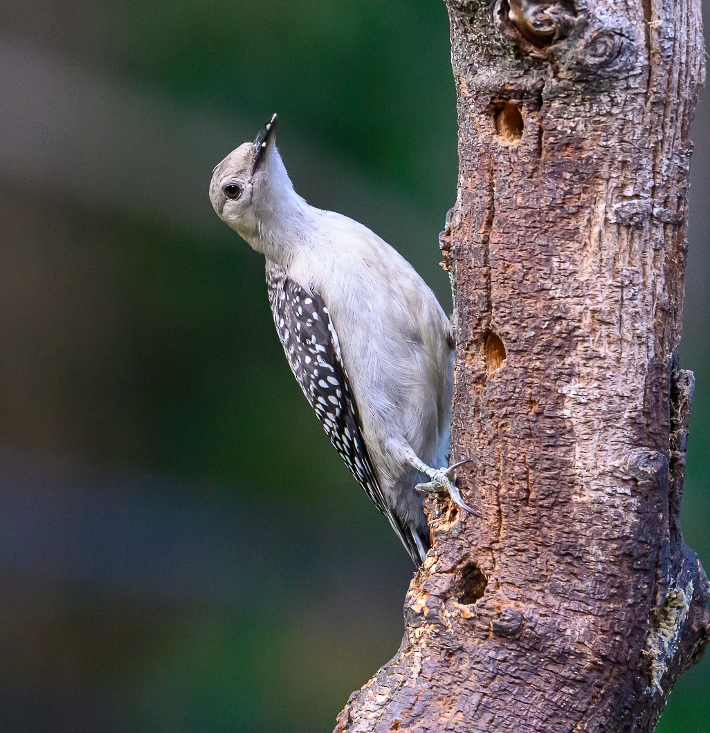 Red-bellied Woodpecker - ML621105731