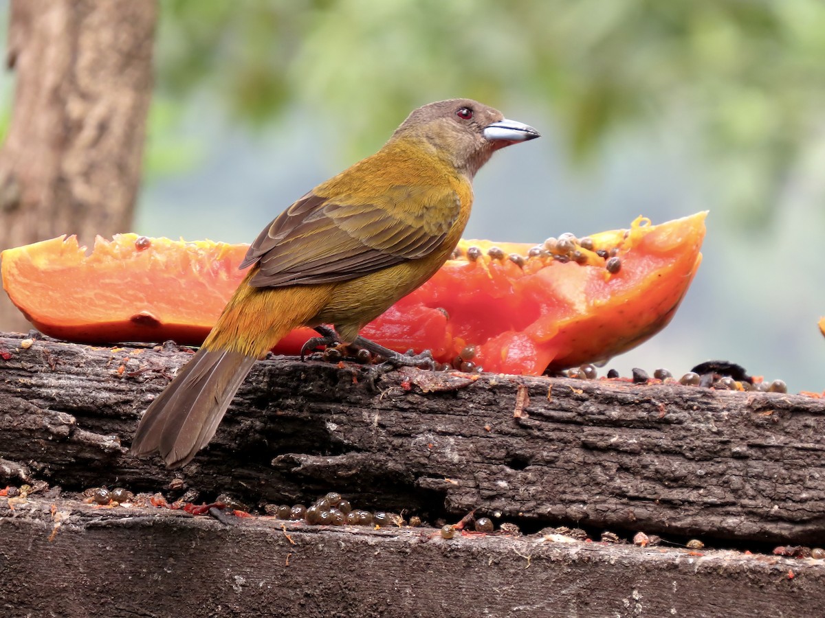 Scarlet-rumped Tanager - ML621105750