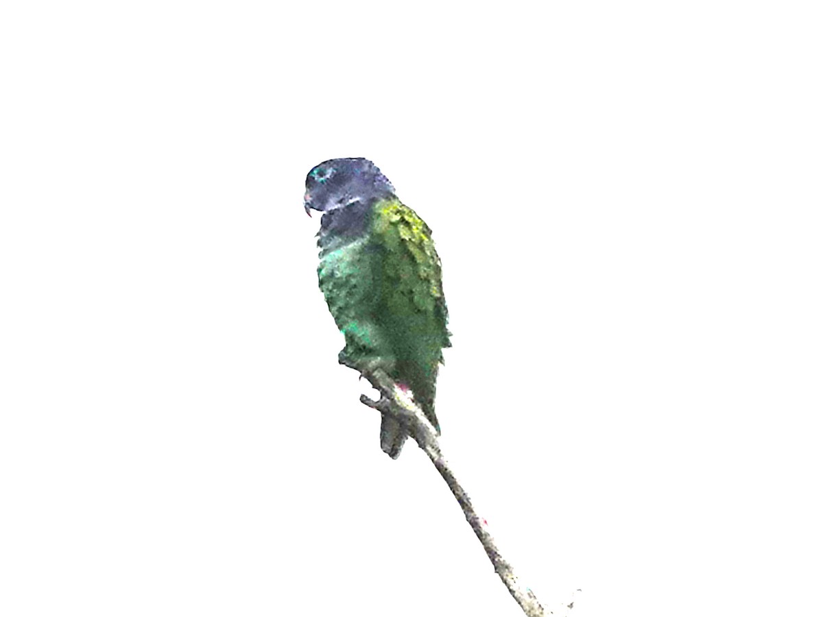 Mavi Başlı Papağan - ML621105751
