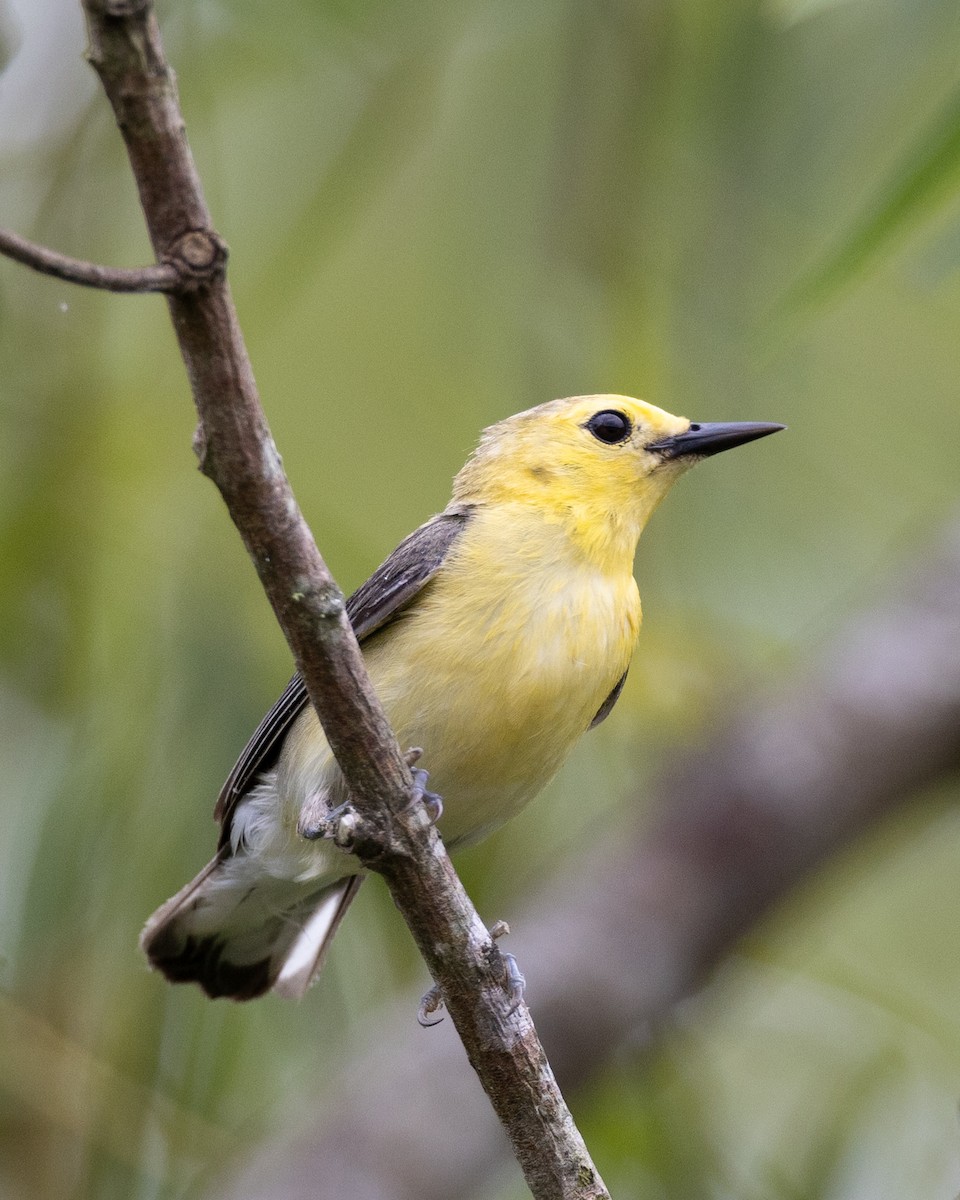 Prothonotary Warbler - ML621105752