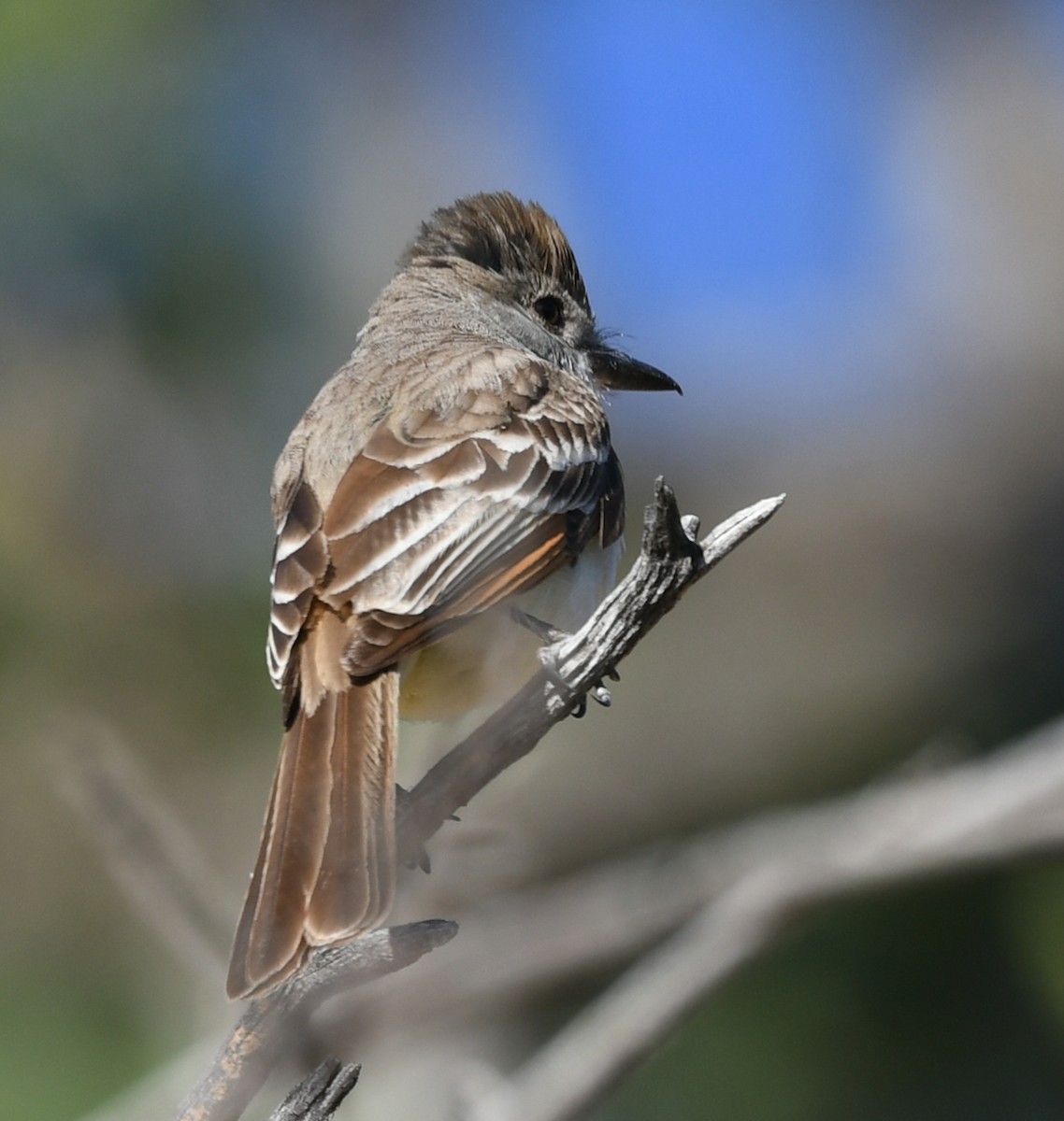 Ash-throated Flycatcher - ML621105765