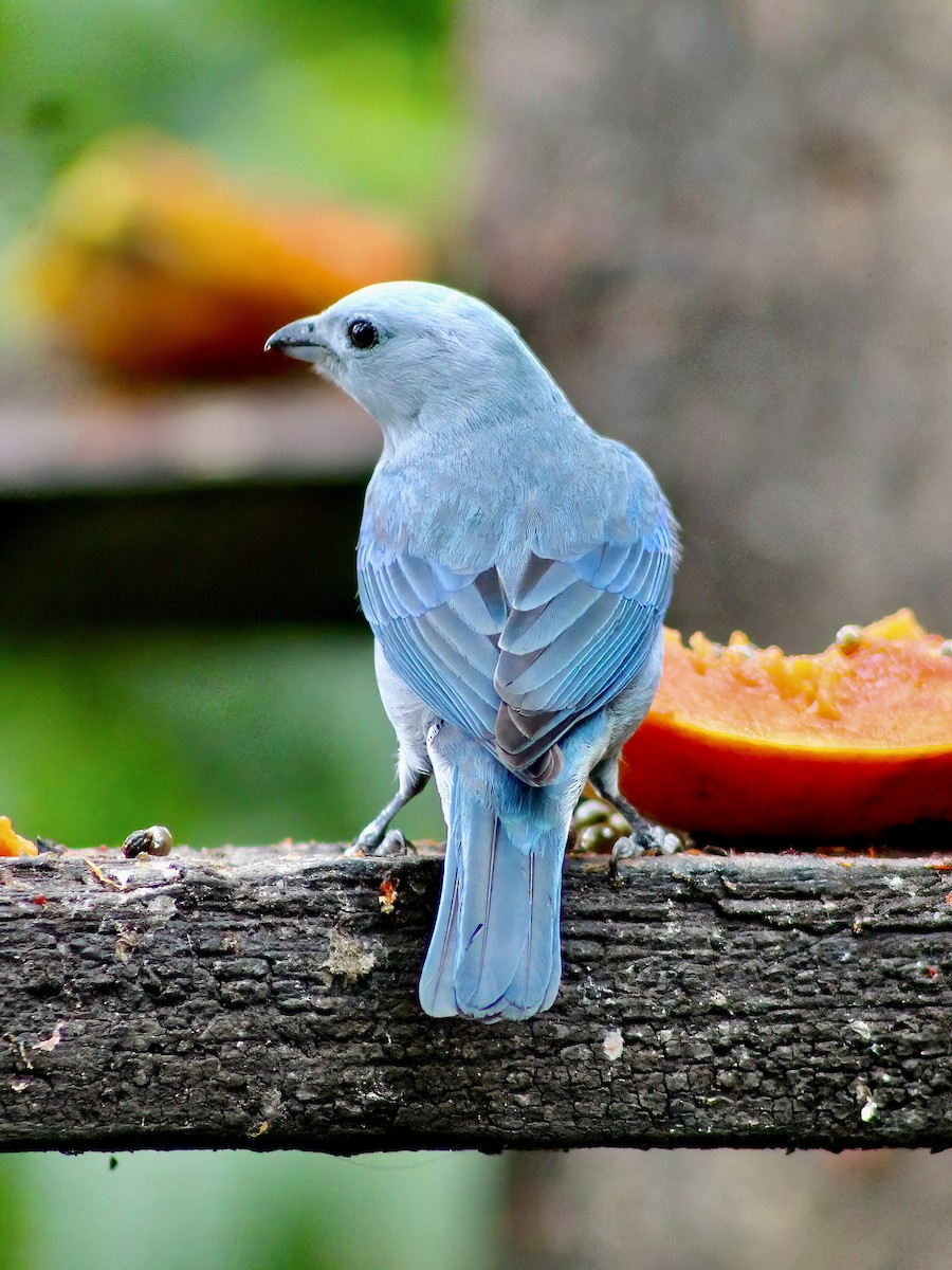 Blue-gray Tanager - ML621105773