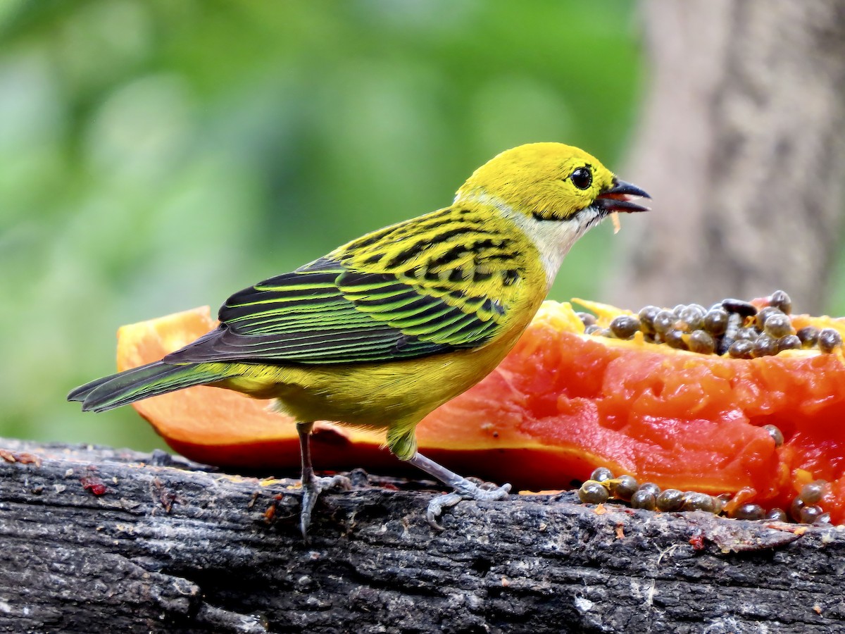 Silver-throated Tanager - ML621105777