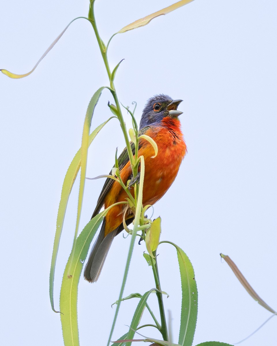 Painted Bunting - ML621105798