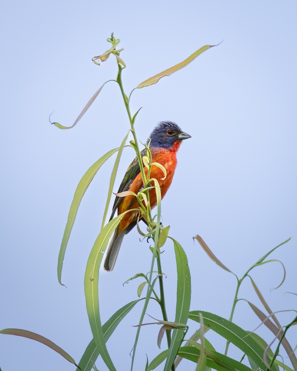 Painted Bunting - ML621105799