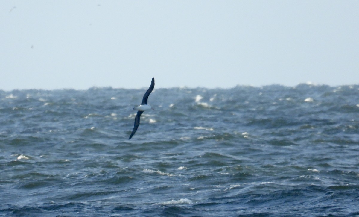 Black-browed Albatross - ML621105858