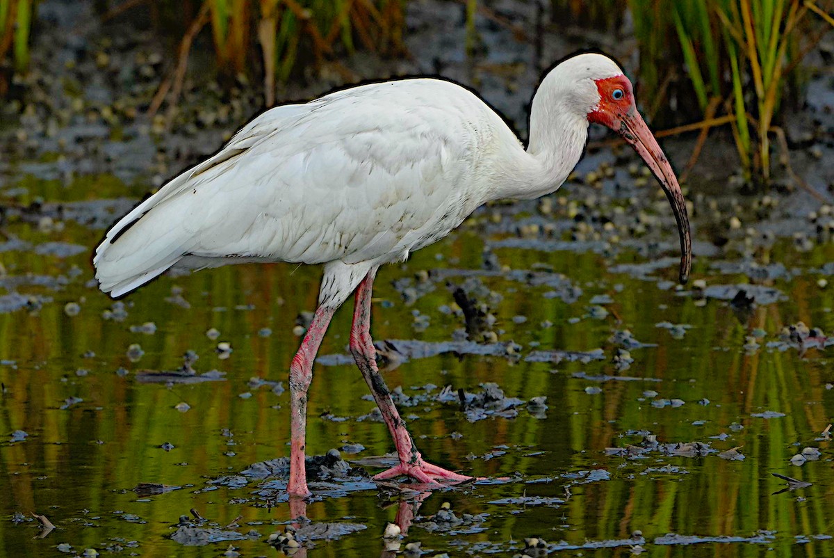 ibis bílý - ML621105902