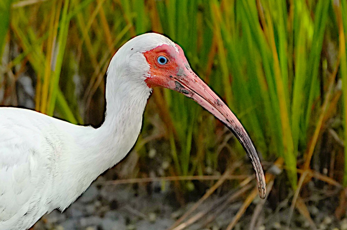 ibis bílý - ML621105904