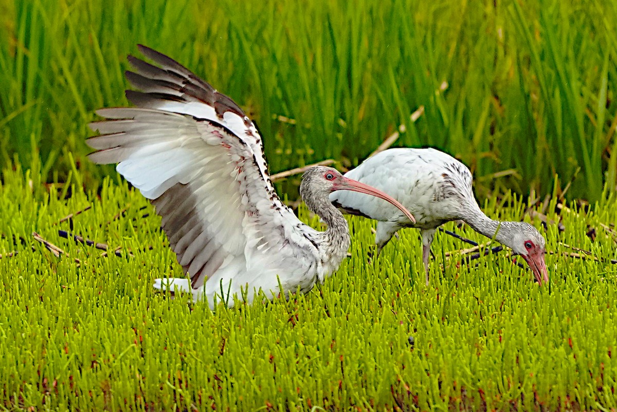 ibis bílý - ML621105905