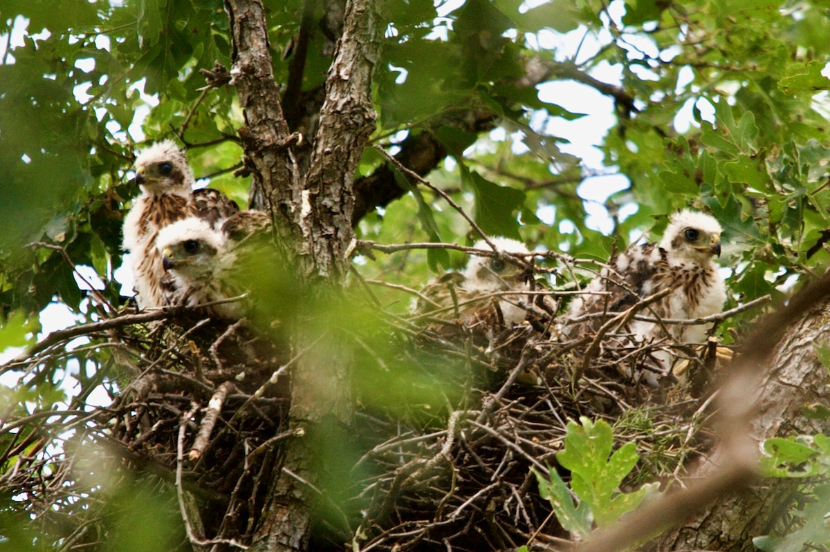 Cooper's Hawk - ML621105913