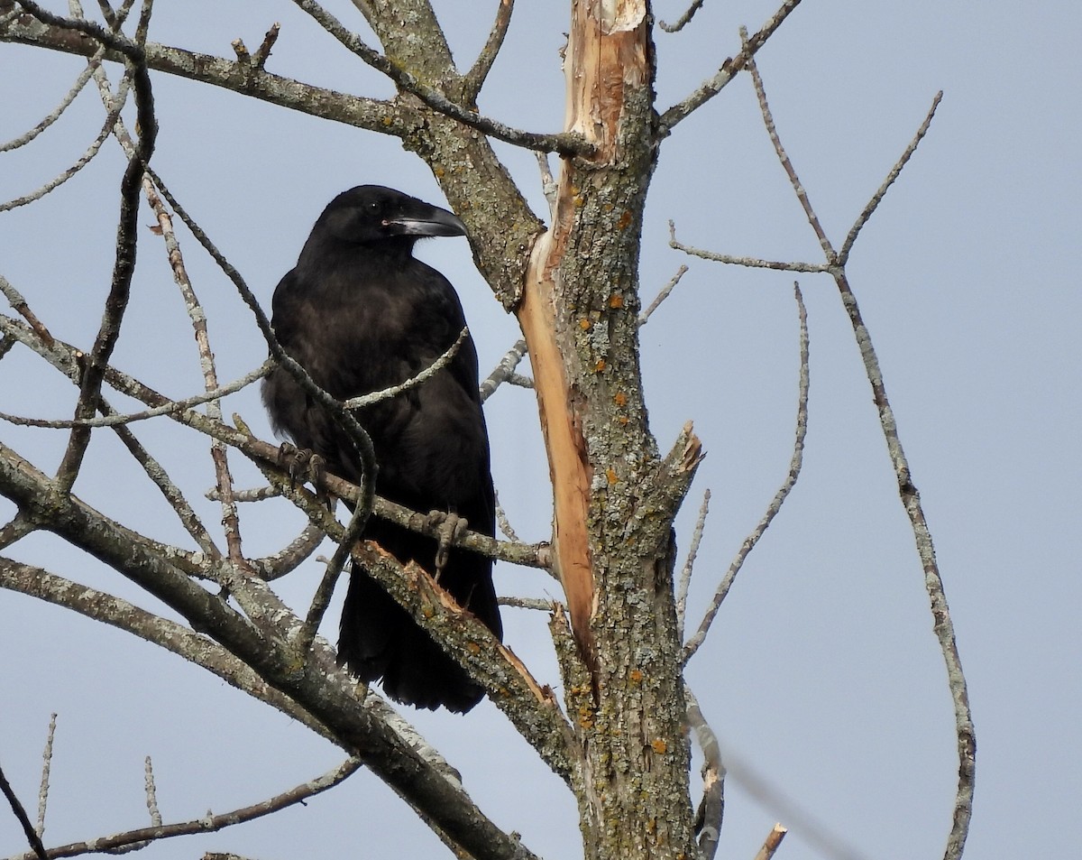 Common Raven - ML621105917