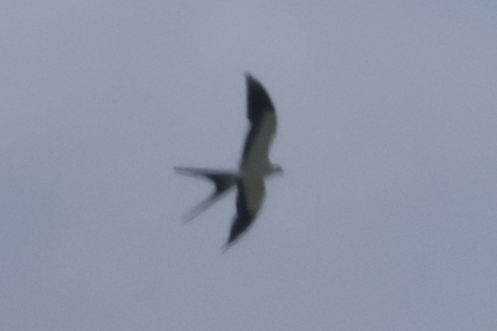 Swallow-tailed Kite - ML621105920
