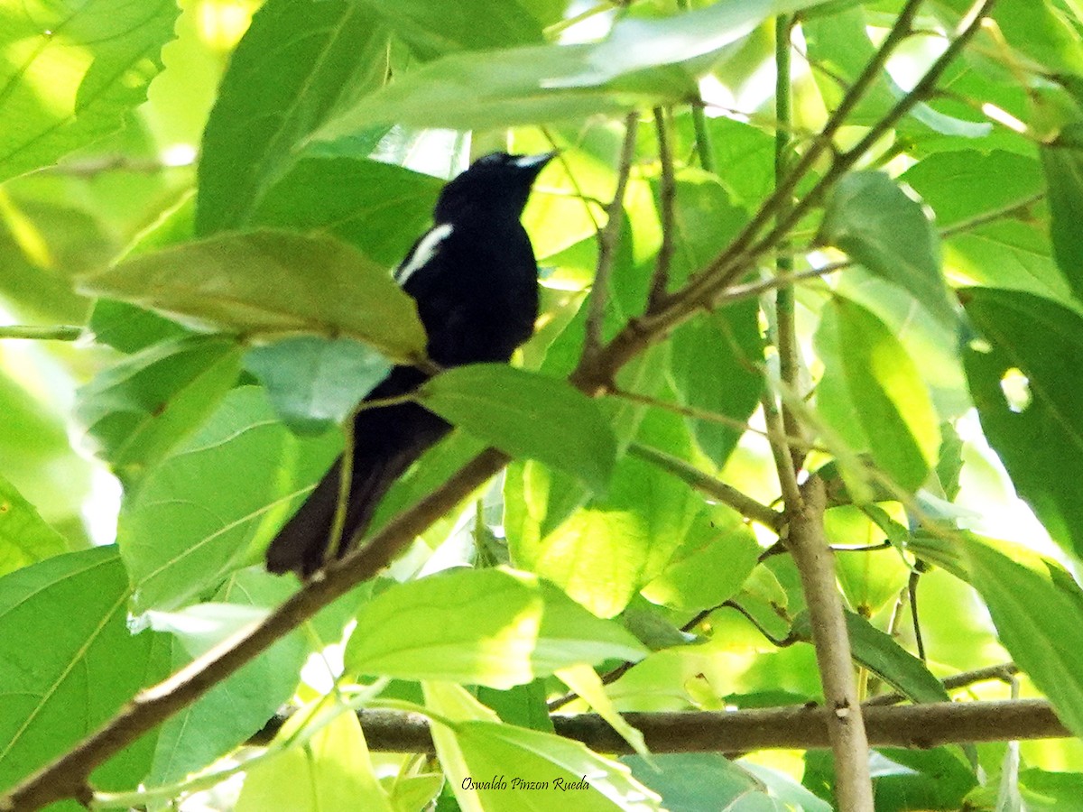 White-shouldered Tanager - ML621105930