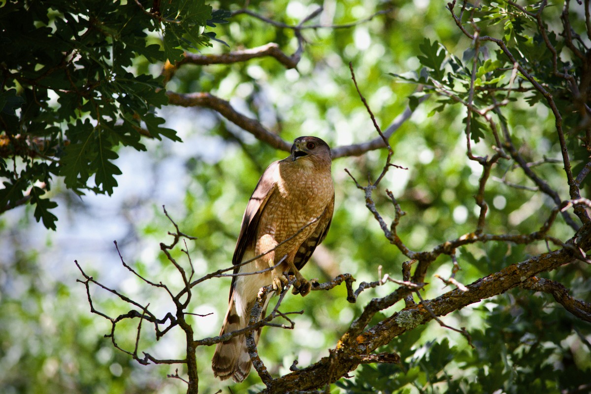 Cooper's Hawk - ML621105941