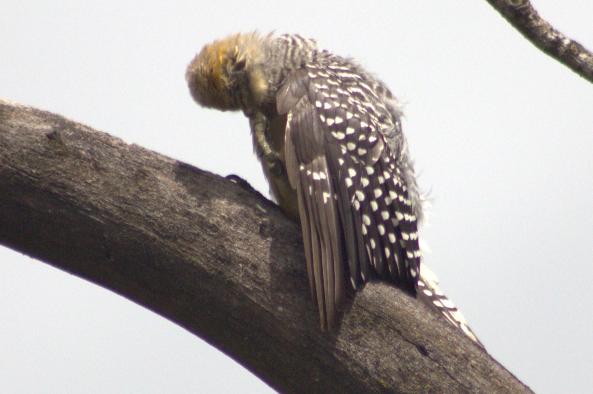 Hoffmann's Woodpecker - ML621105955
