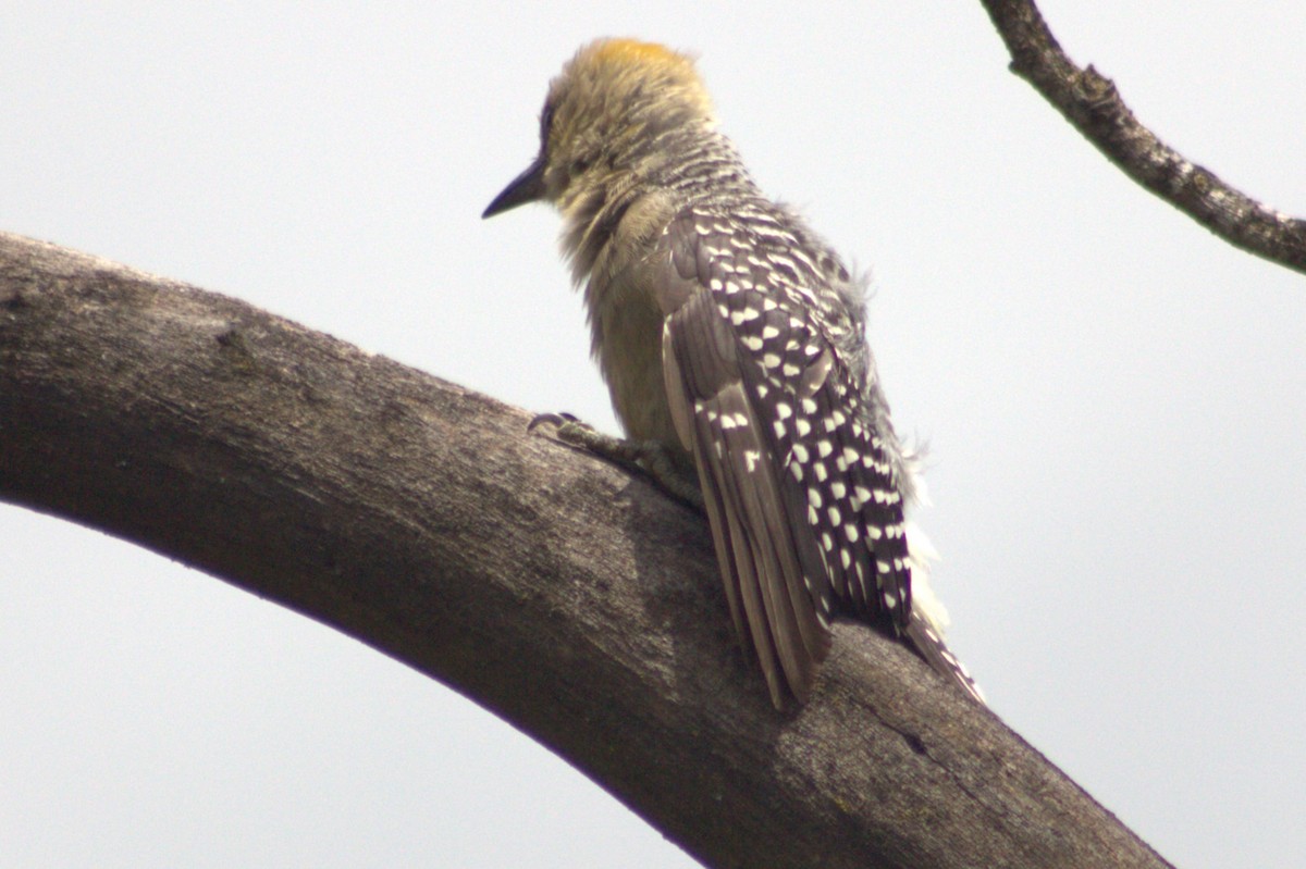 Hoffmann's Woodpecker - ML621105956