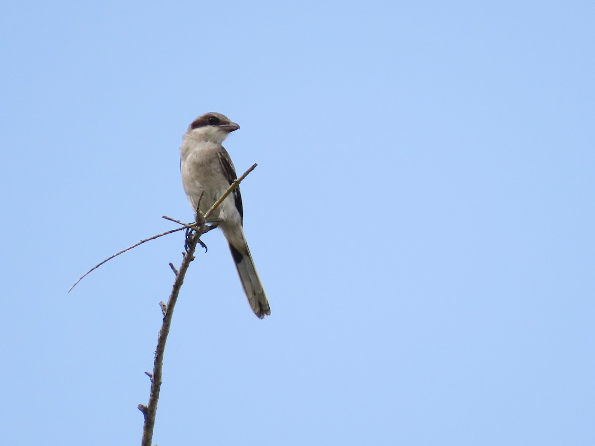 Loggerhead Shrike - ML621105986