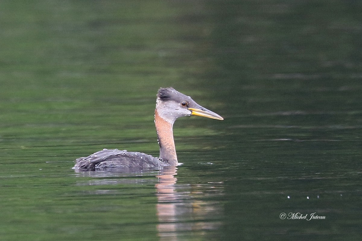Red-necked Grebe - ML621105987