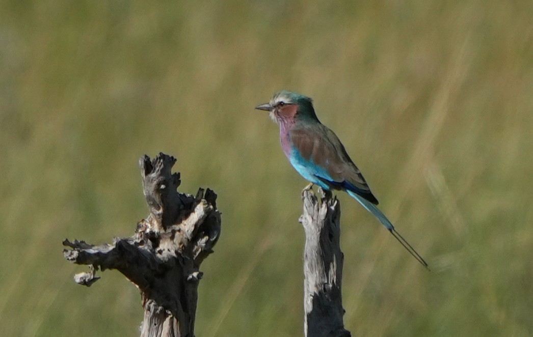 Lilac-breasted Roller - ML621105996