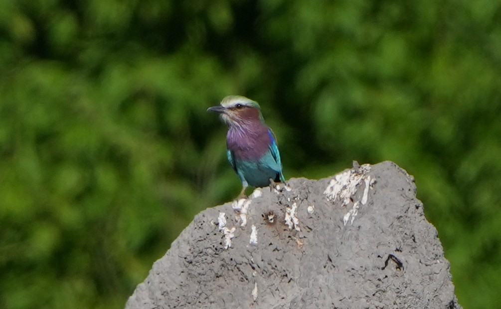 Lilac-breasted Roller - ML621105997